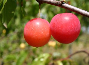 Two Trees Wild Goose Plums